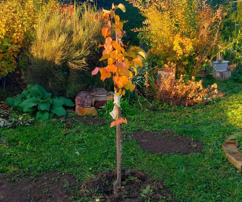 Podzimní sázení stromů z kontejneru